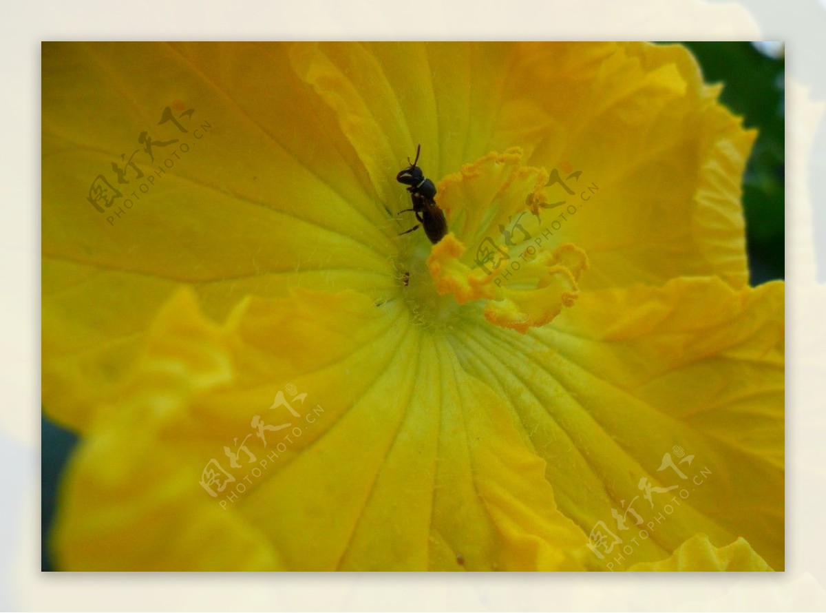 花中昆虫图片