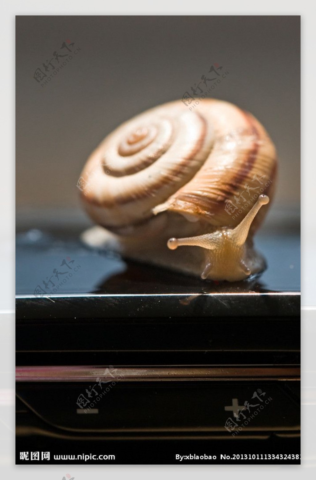 手机上的蜗牛图片
