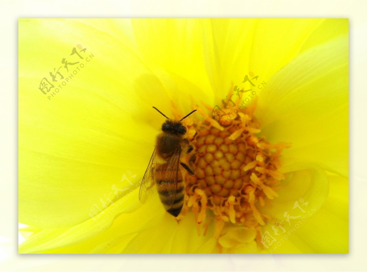 花朵与蜜蜂图片