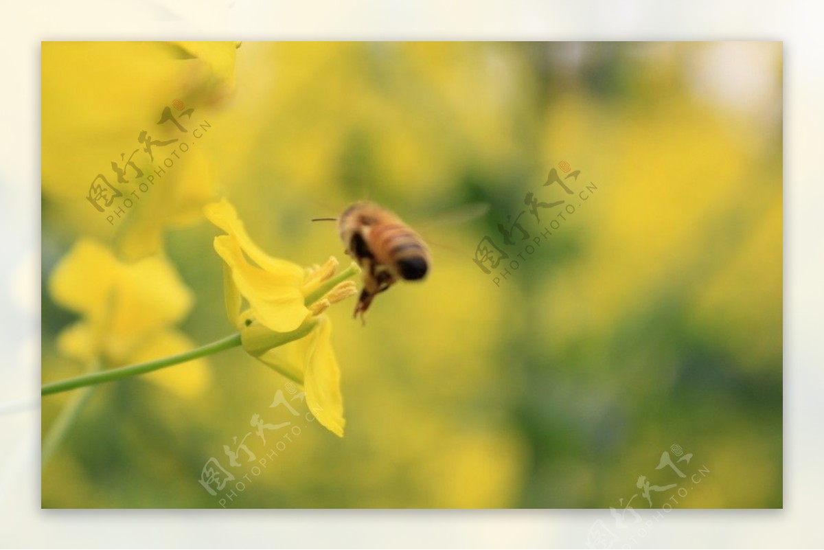 油菜花丛中的小蜜蜂图片