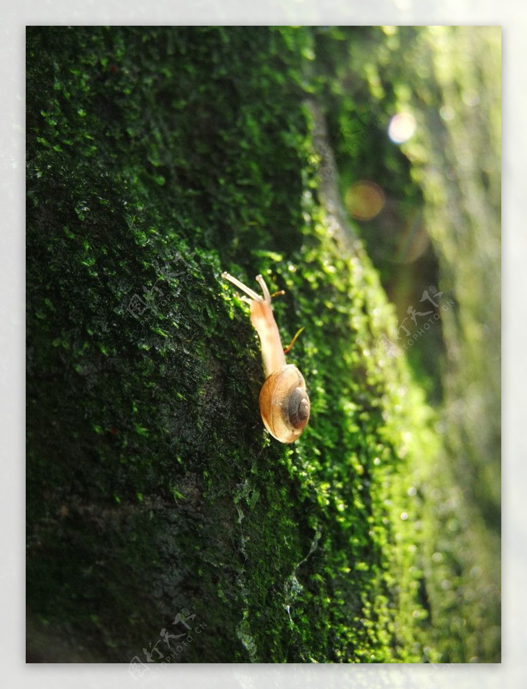 蜗牛透明蜗牛图片