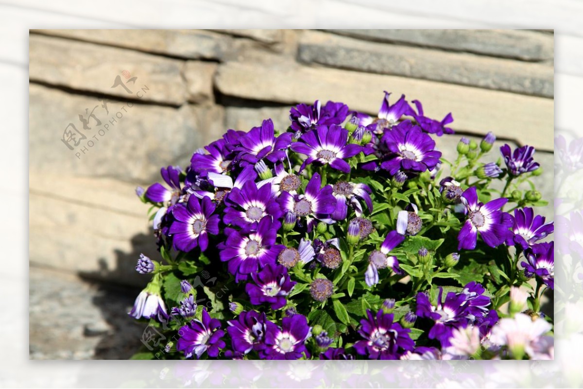 紫色瓜叶菊图片