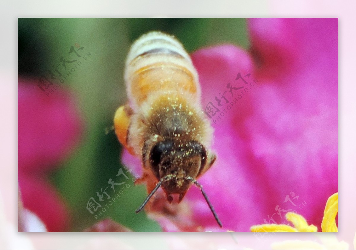 蜜蜂有多少种类图片-蜜蜂品种-蜜蜂为什么要产蜜-绿色的蜜蜂有毒吗-蜂的品种与图片大全