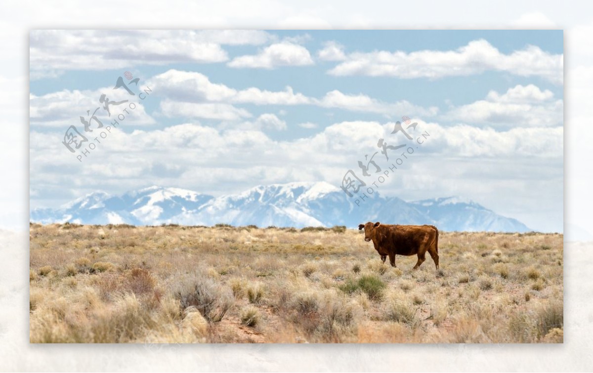 美国西部孤独的野牛图片