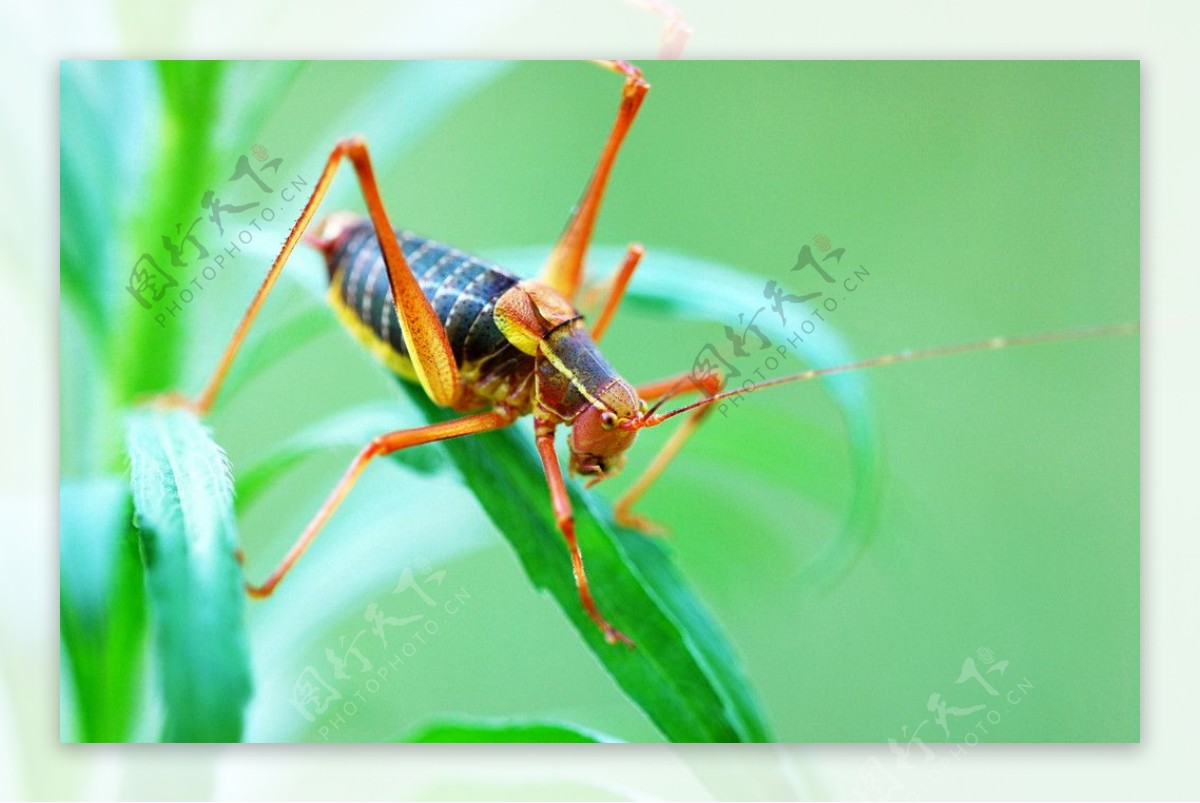 蚂蚱蝗虫微距特写图片