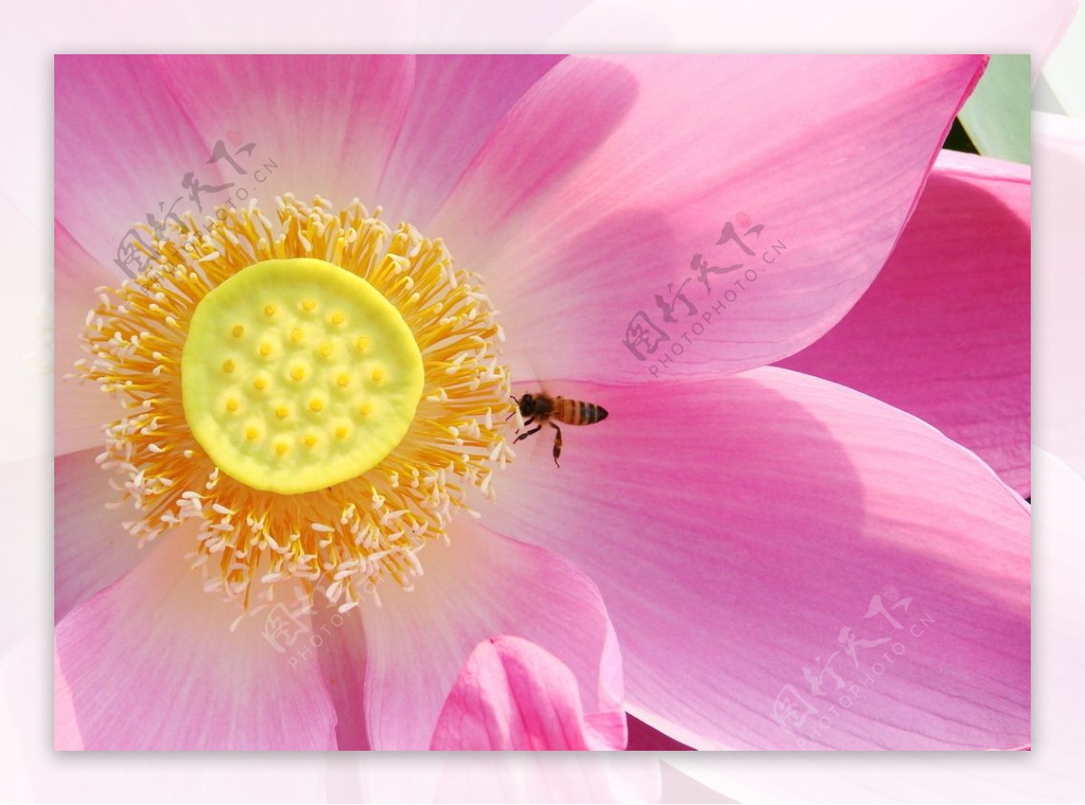 荷花与蜜蜂图片