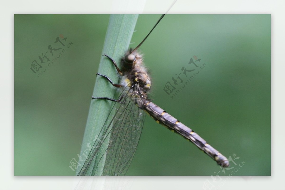 长辫子的蜻蜓图片