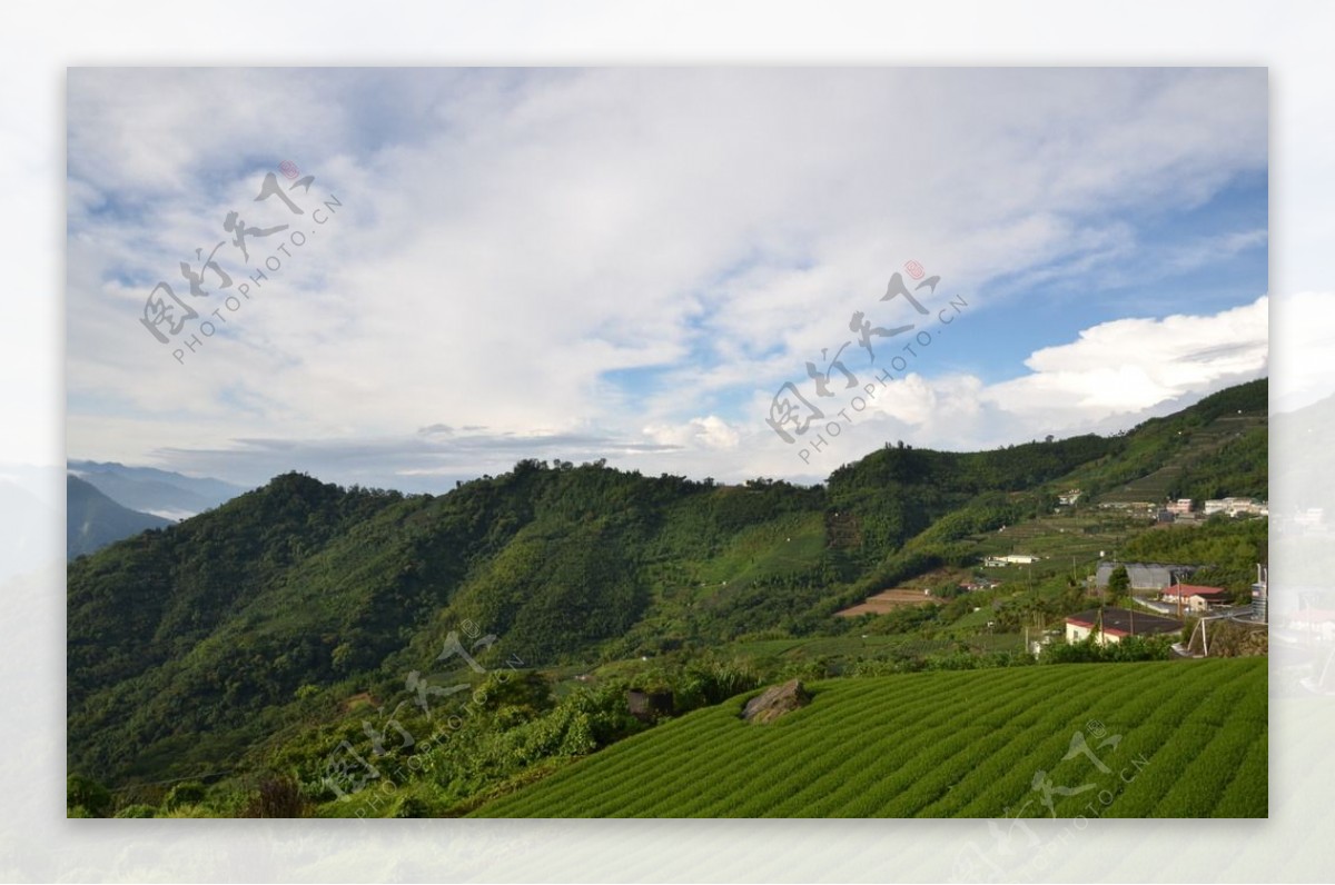 台湾阿里山茶园图片