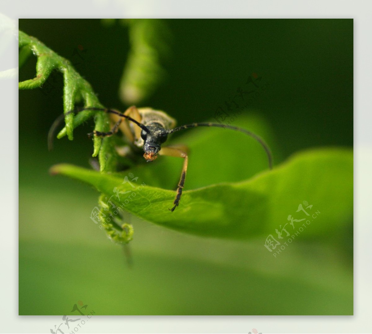 蝗虫昆虫图片