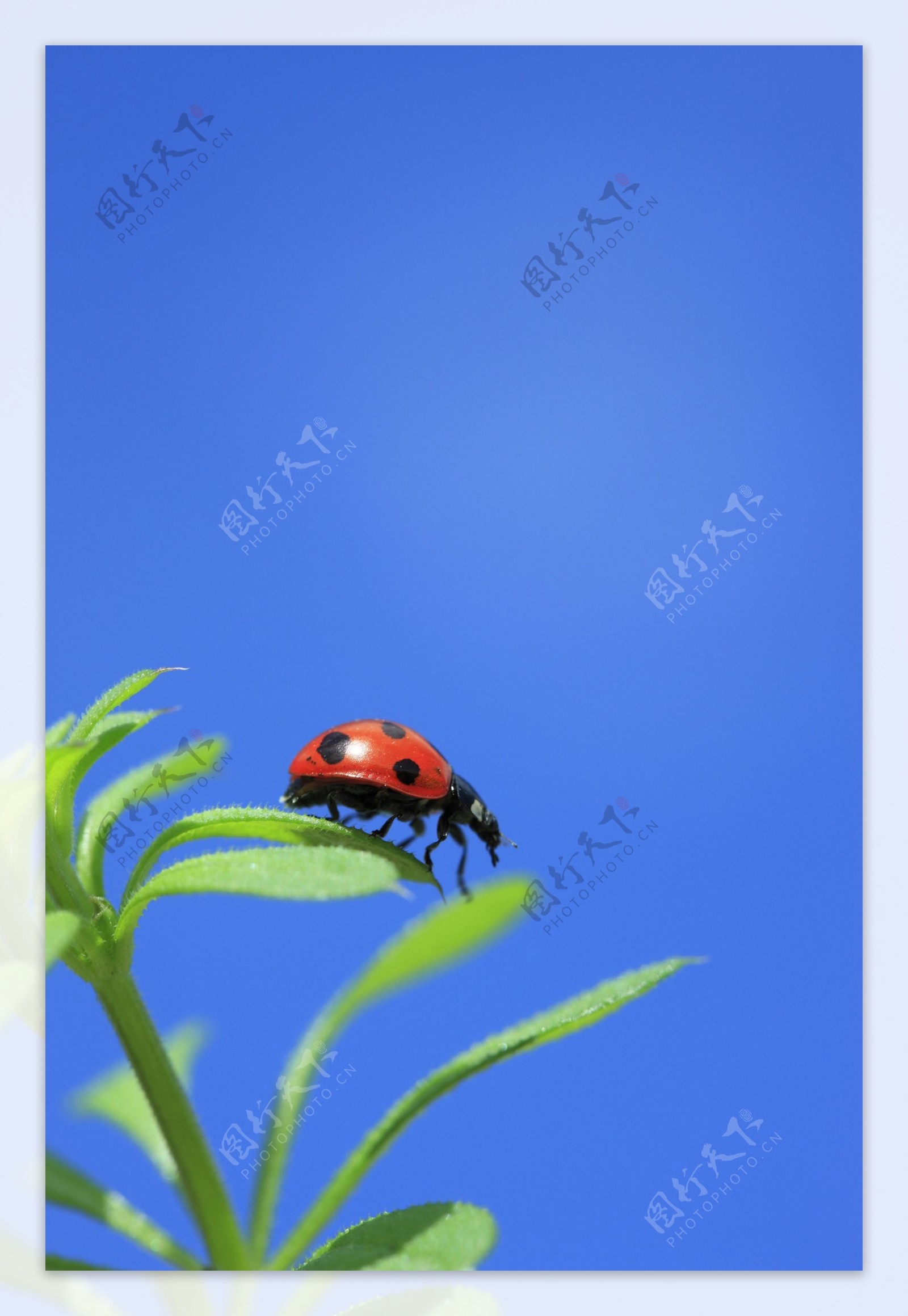 甲虫金龟子瓢虫图片