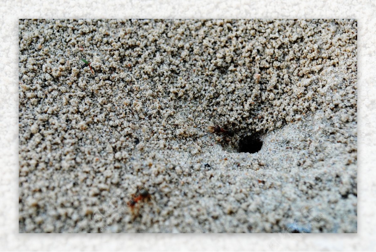 蚂蚁洞口摄影图图片