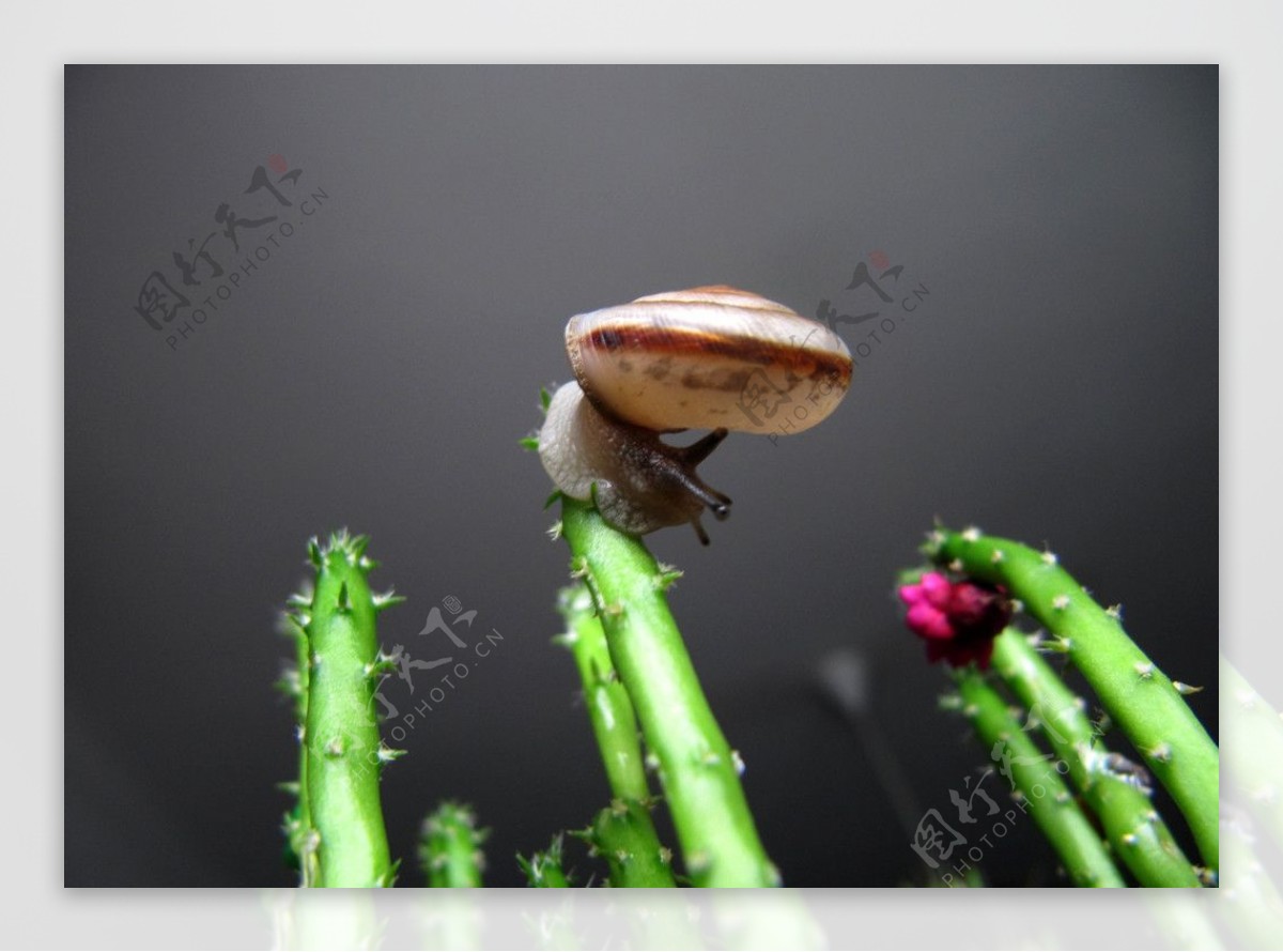 仙人掌上的小蜗牛图片