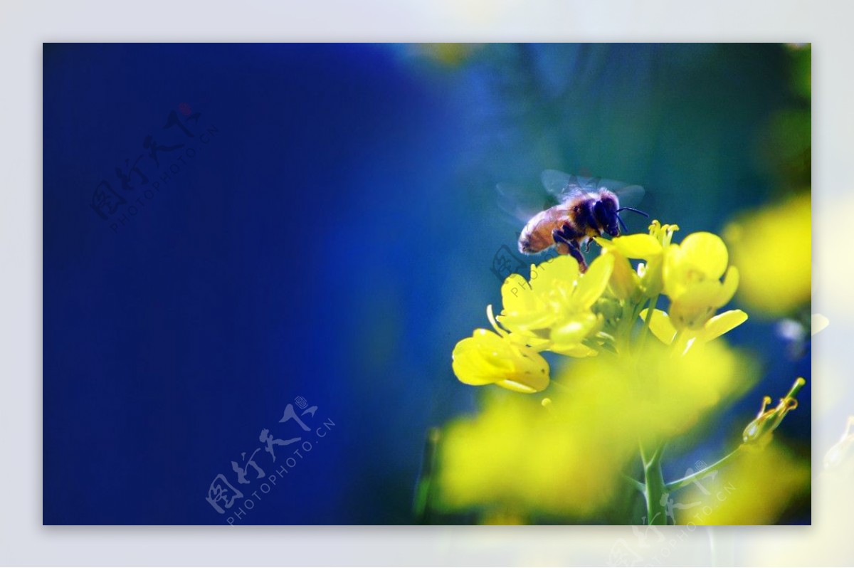 油菜花田上的小蜜蜂图片