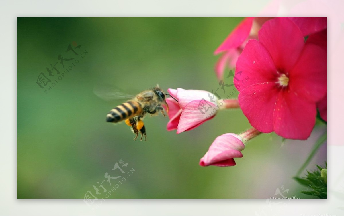 鲜花和蜜蜂图片