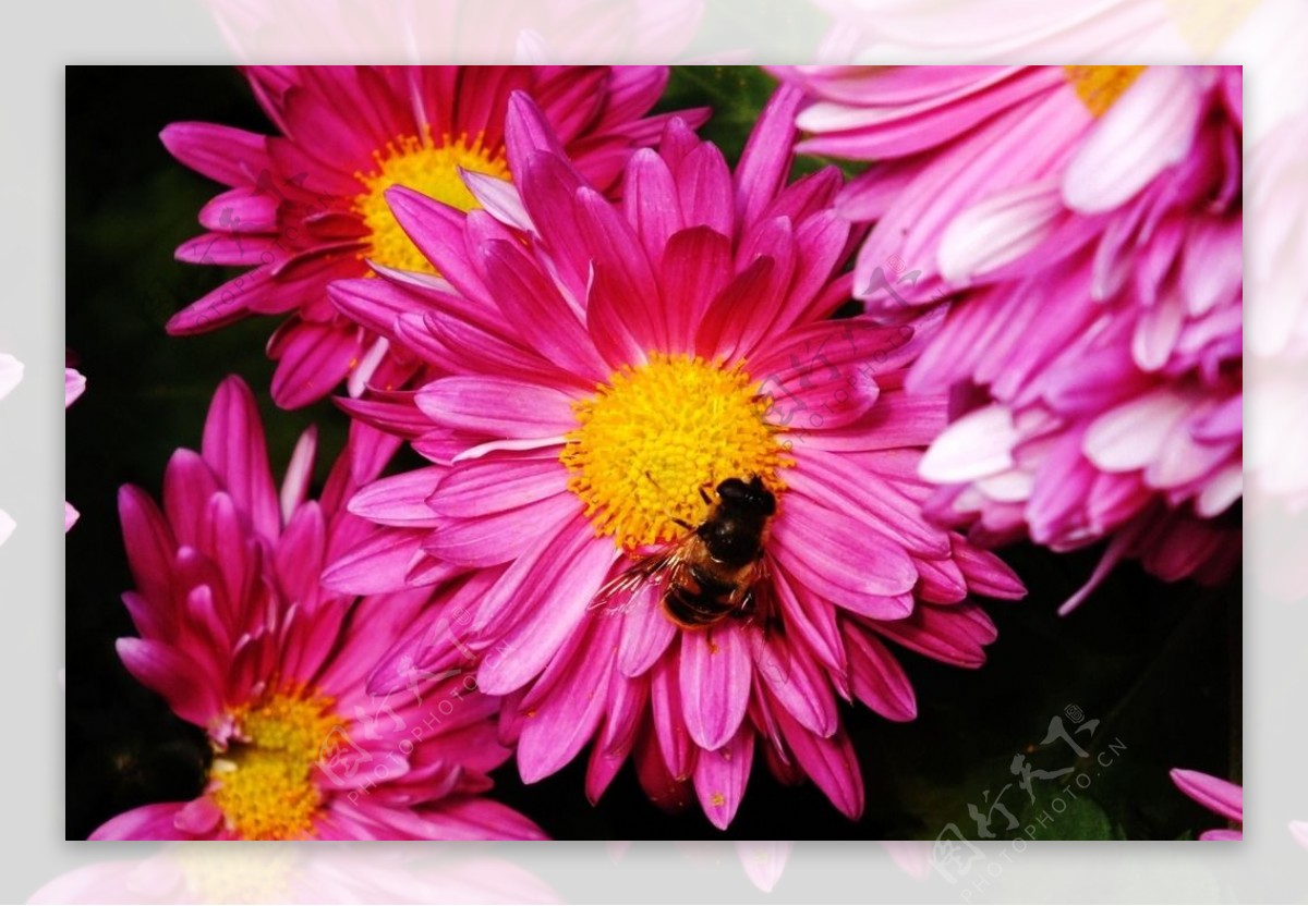 蜂恋菊图片