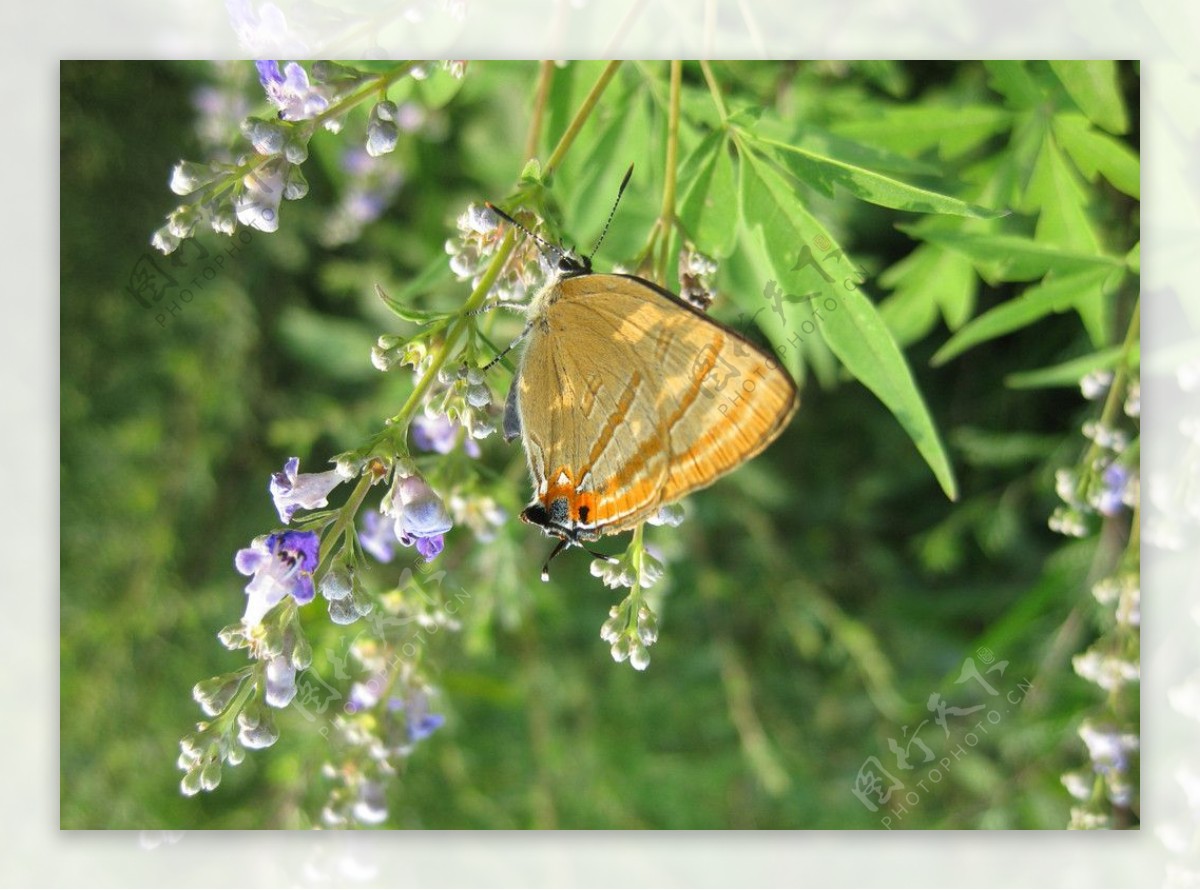 蓝花上的蝴蝶图片