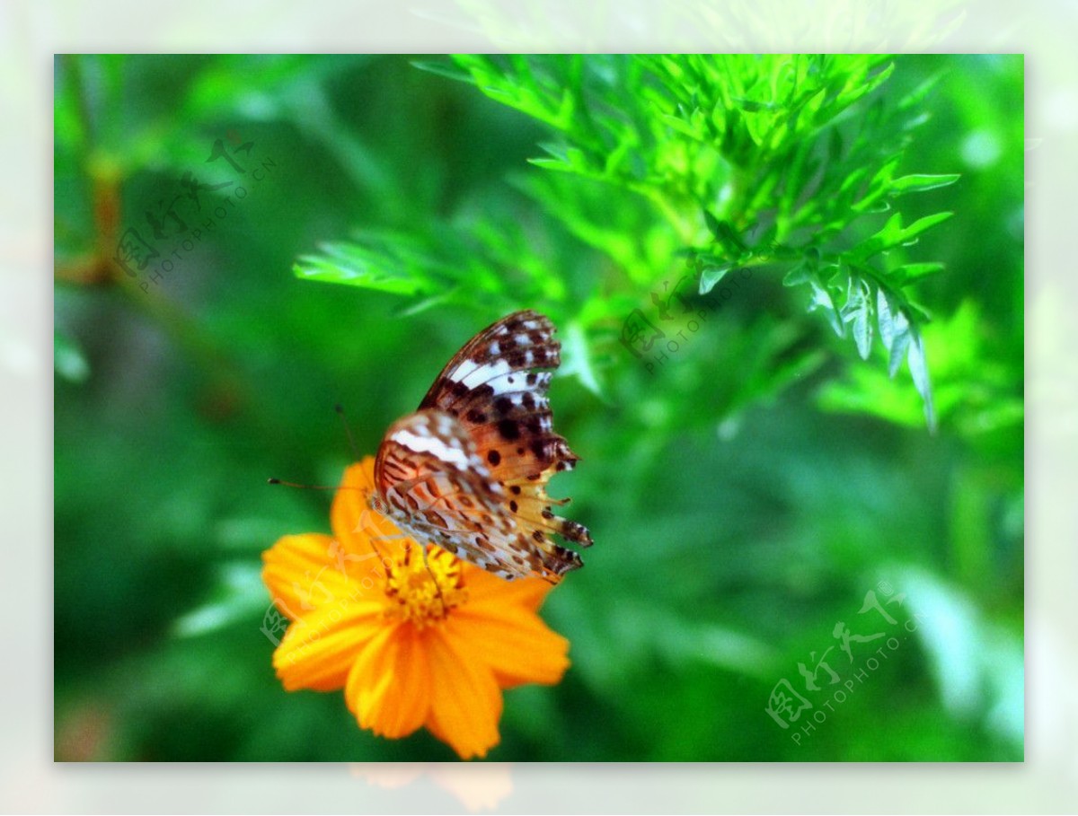 黄花上的蝴蝶图片