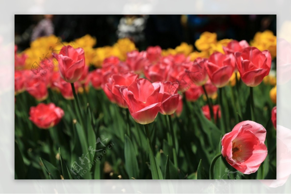 郁金香花海图片