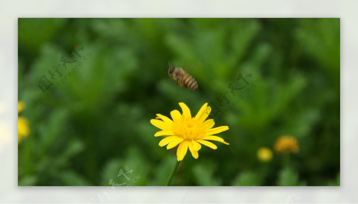 菊花蜜蜂采蜜图片