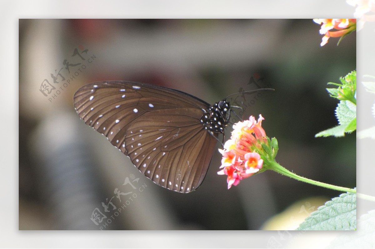 蝴蝶昆虫生物世界摄影图库图片