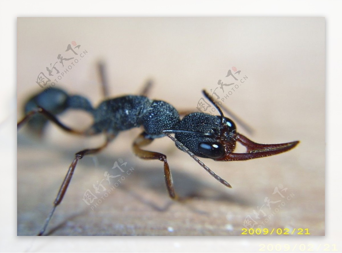 猎镰猛蚁图片