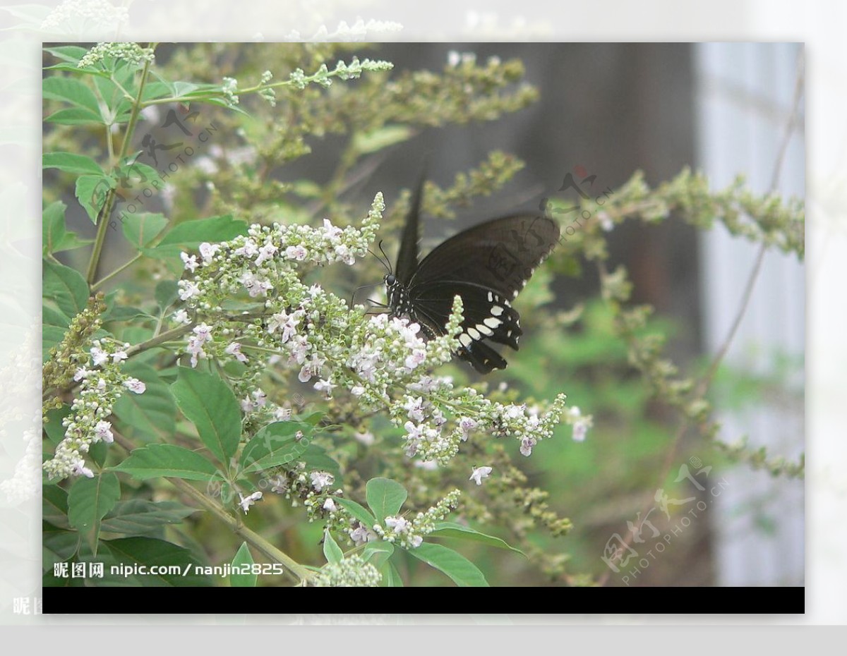 黑蝴蝶1图片