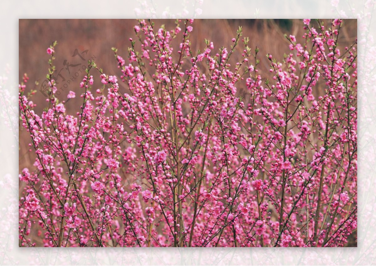 桃花图片