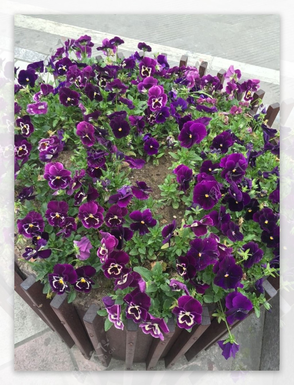 紫蝴蝶花图片