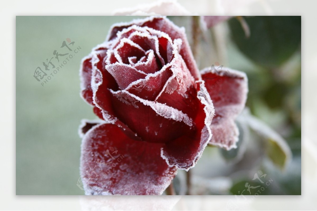 植物有白霜。冷冻植物在冬季与白霜。美丽冬季鲜花艺术设计。照片摄影图片_ID:350142320-Veer图库
