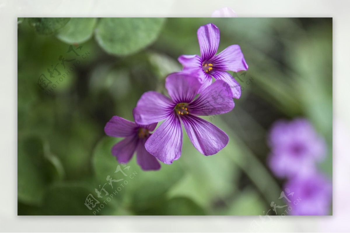 小紫花图片