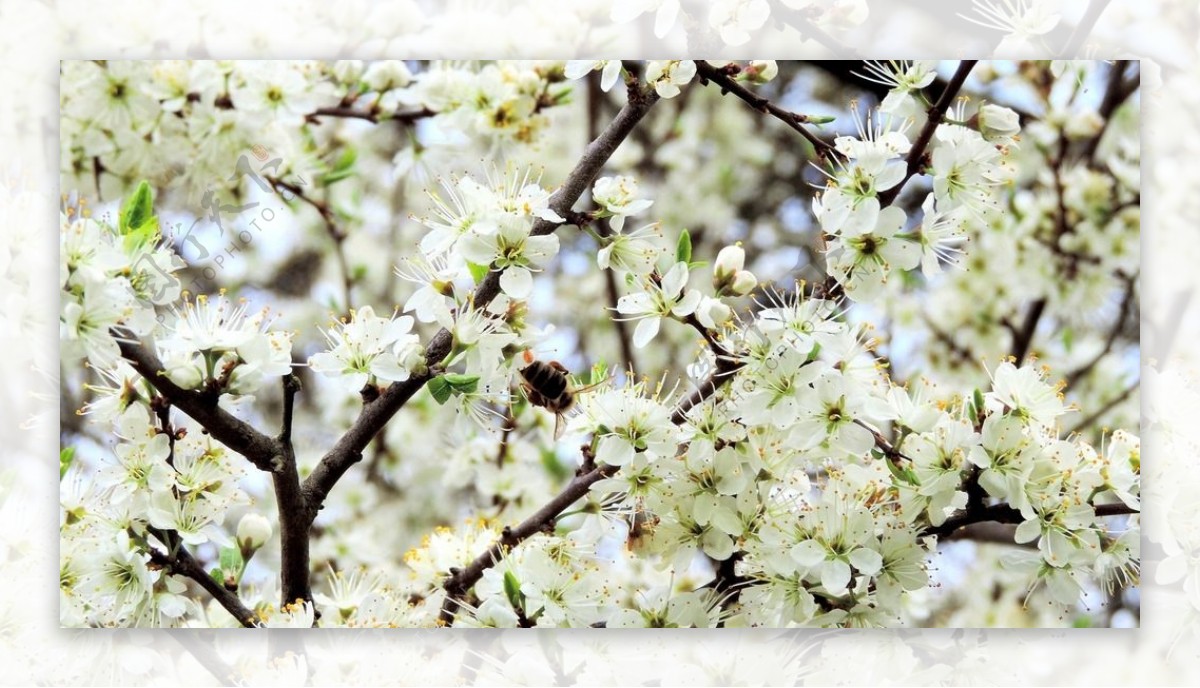 春天苹果花图片