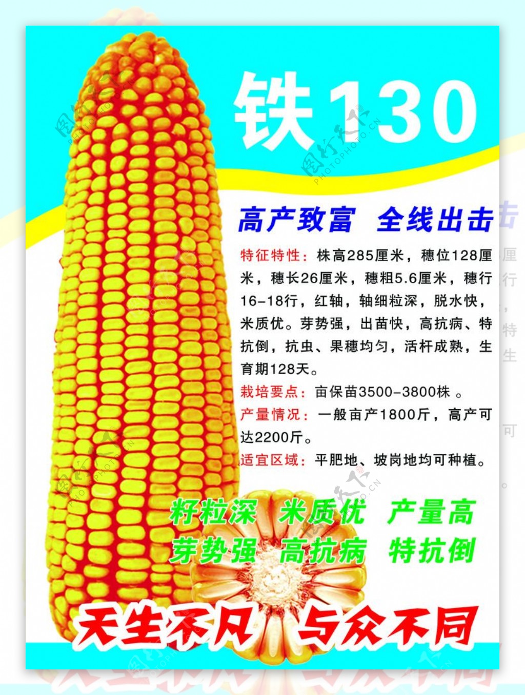 玉米传单DM图片