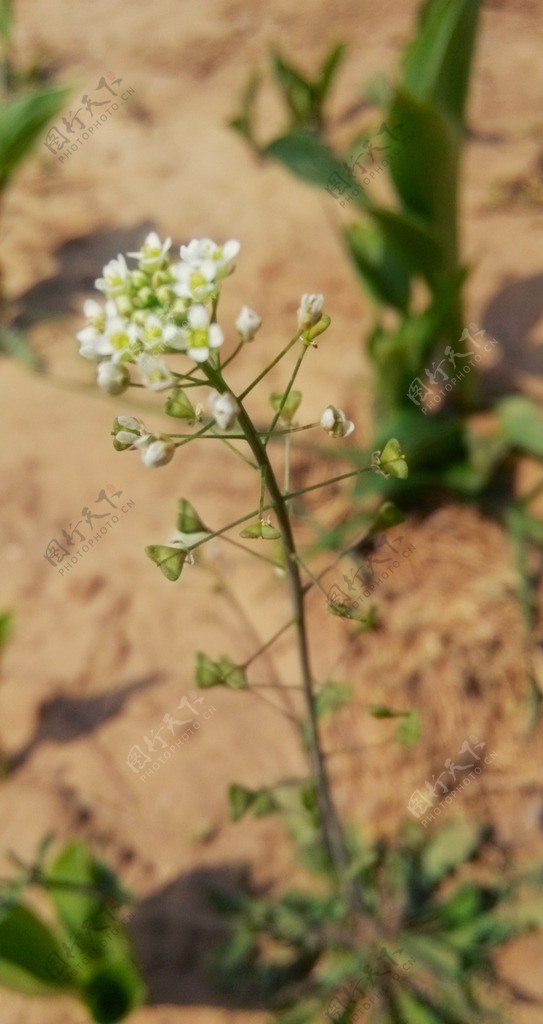 白色小花图片