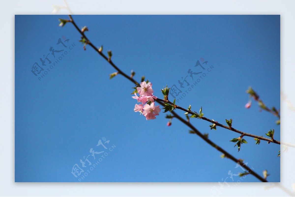 樱花梵高小镇图片