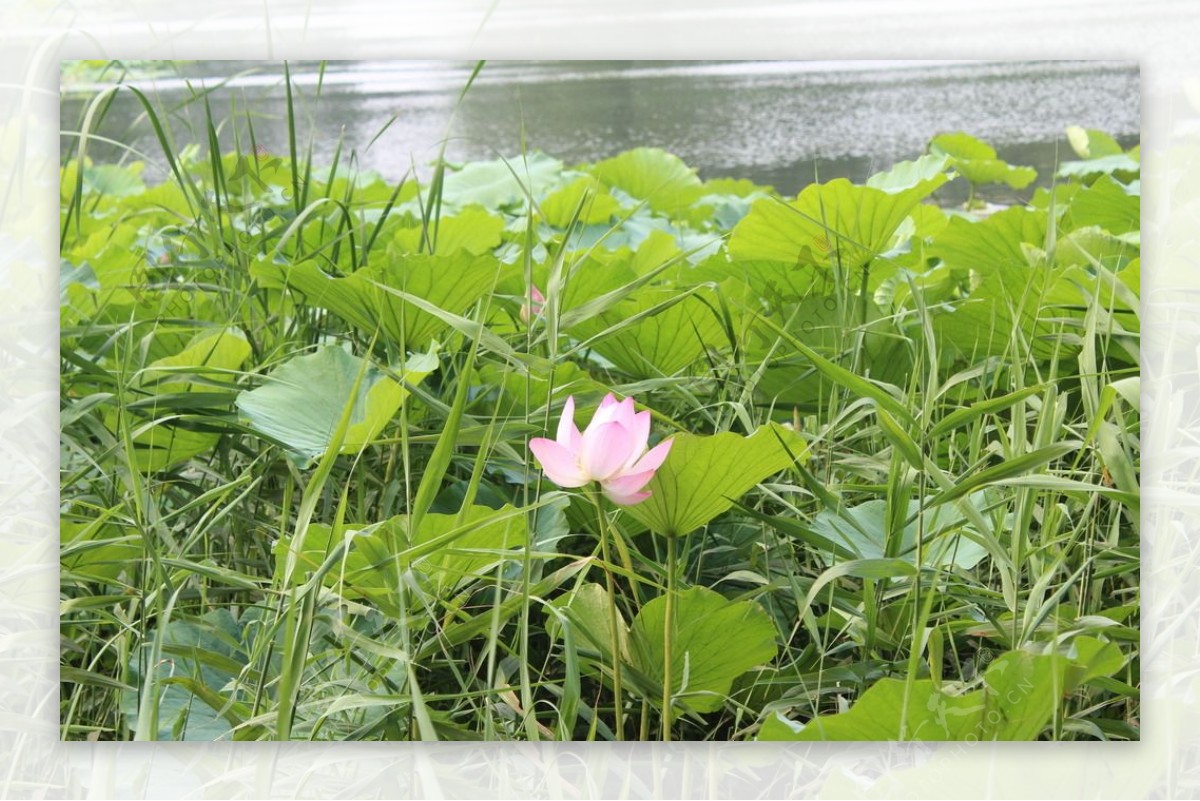 杂草丛生的粉色花卉图片