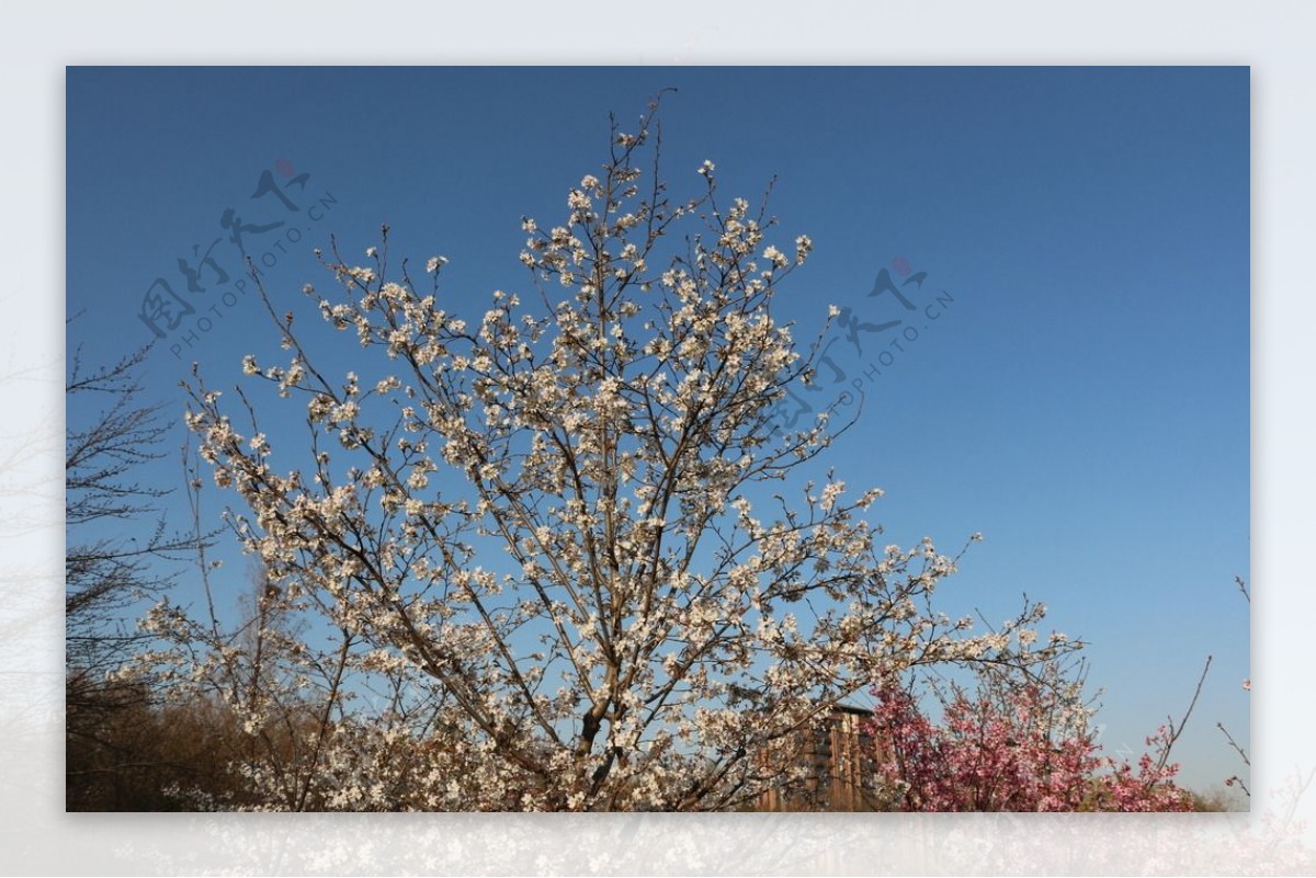 白色樱花图片