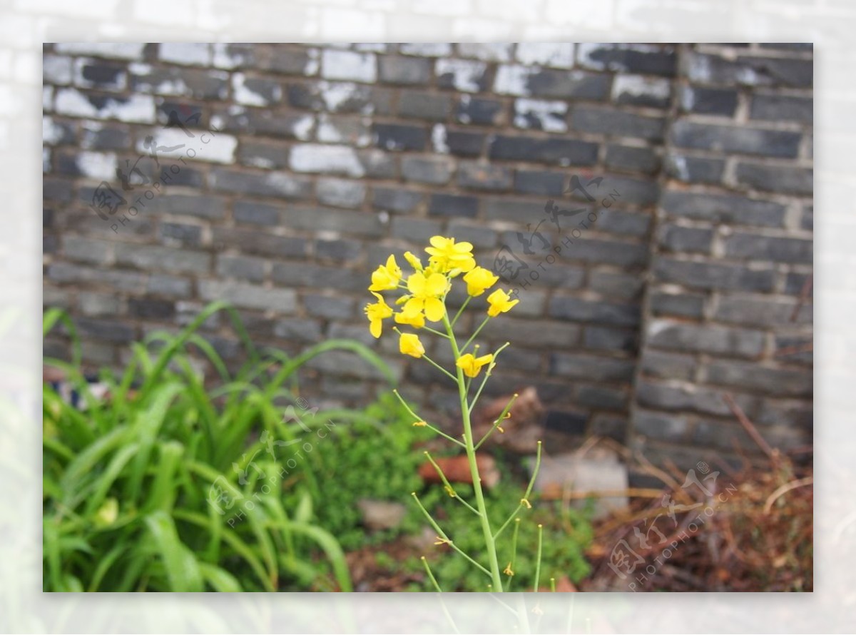 油菜花图片