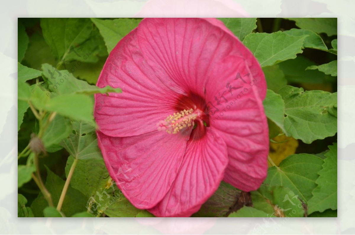 芙蓉葵图片