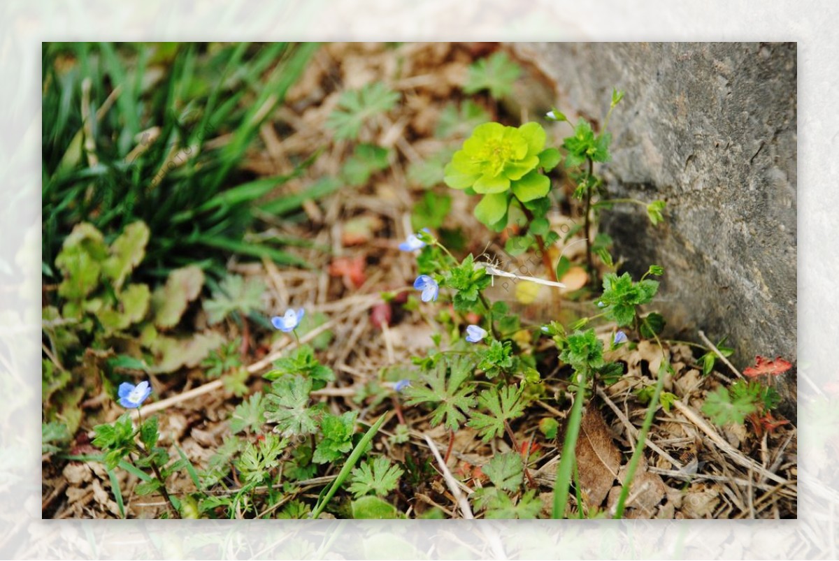石头缝里的小野花图片