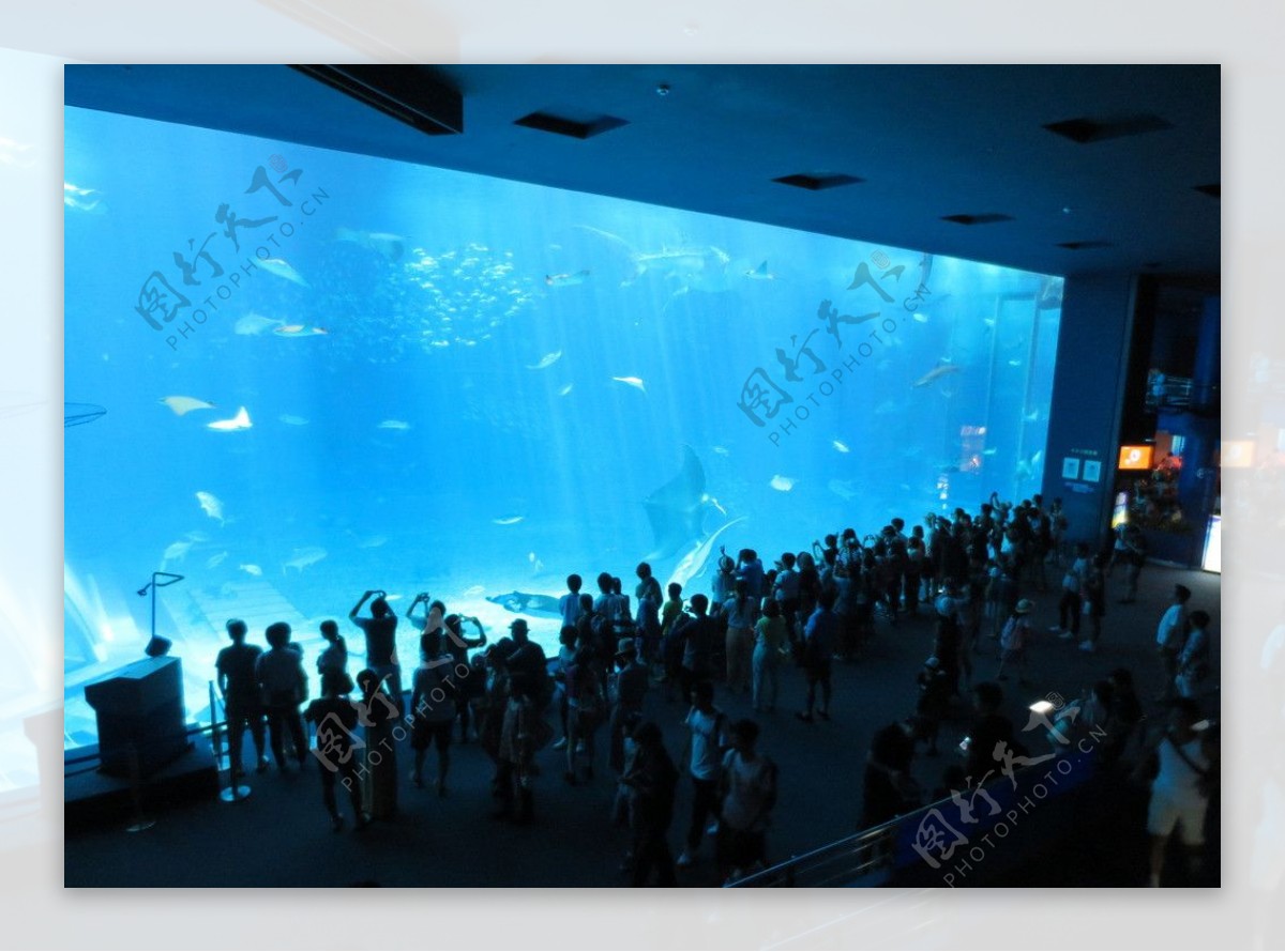 冲绳美之海水族馆图片