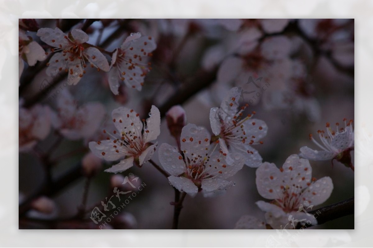 紫叶李的近景摄影微距镜头高清图片