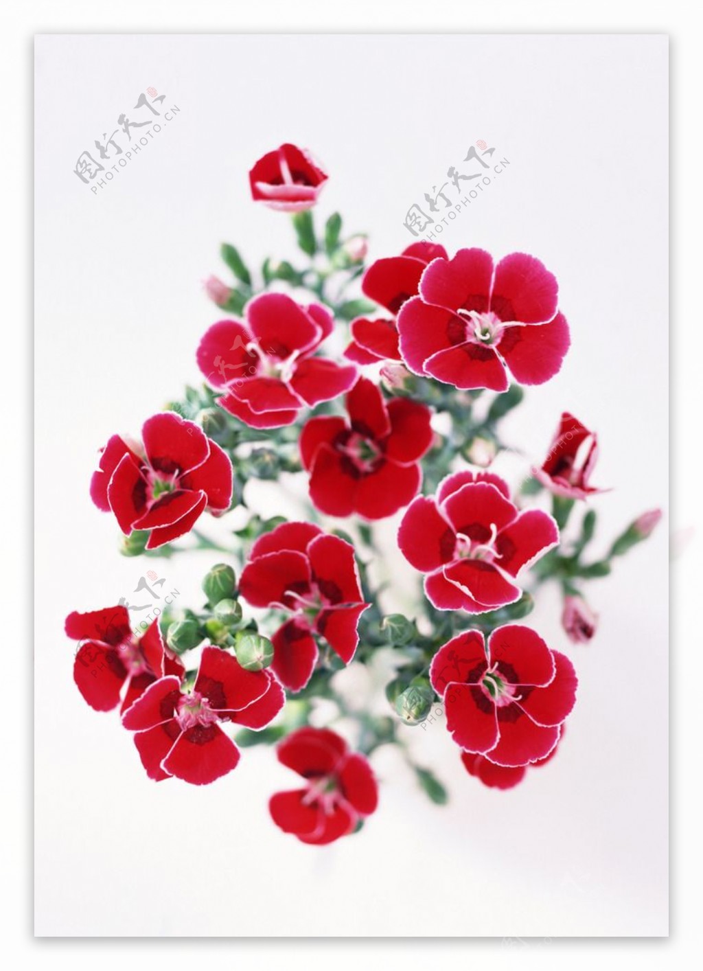 鲜艳红花图片