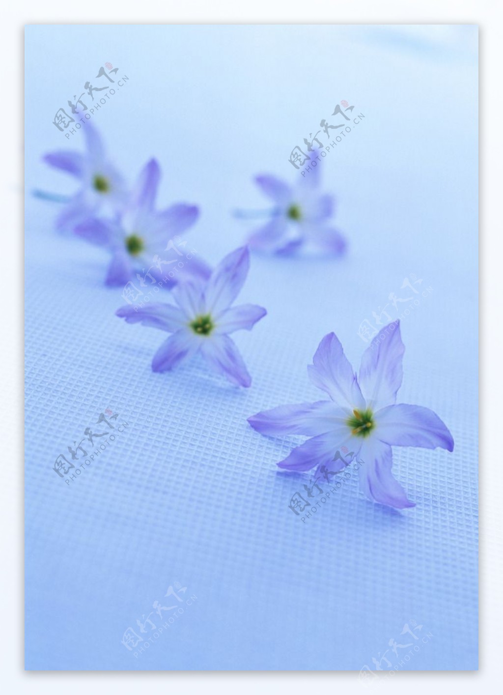 蓝色水仙花图片