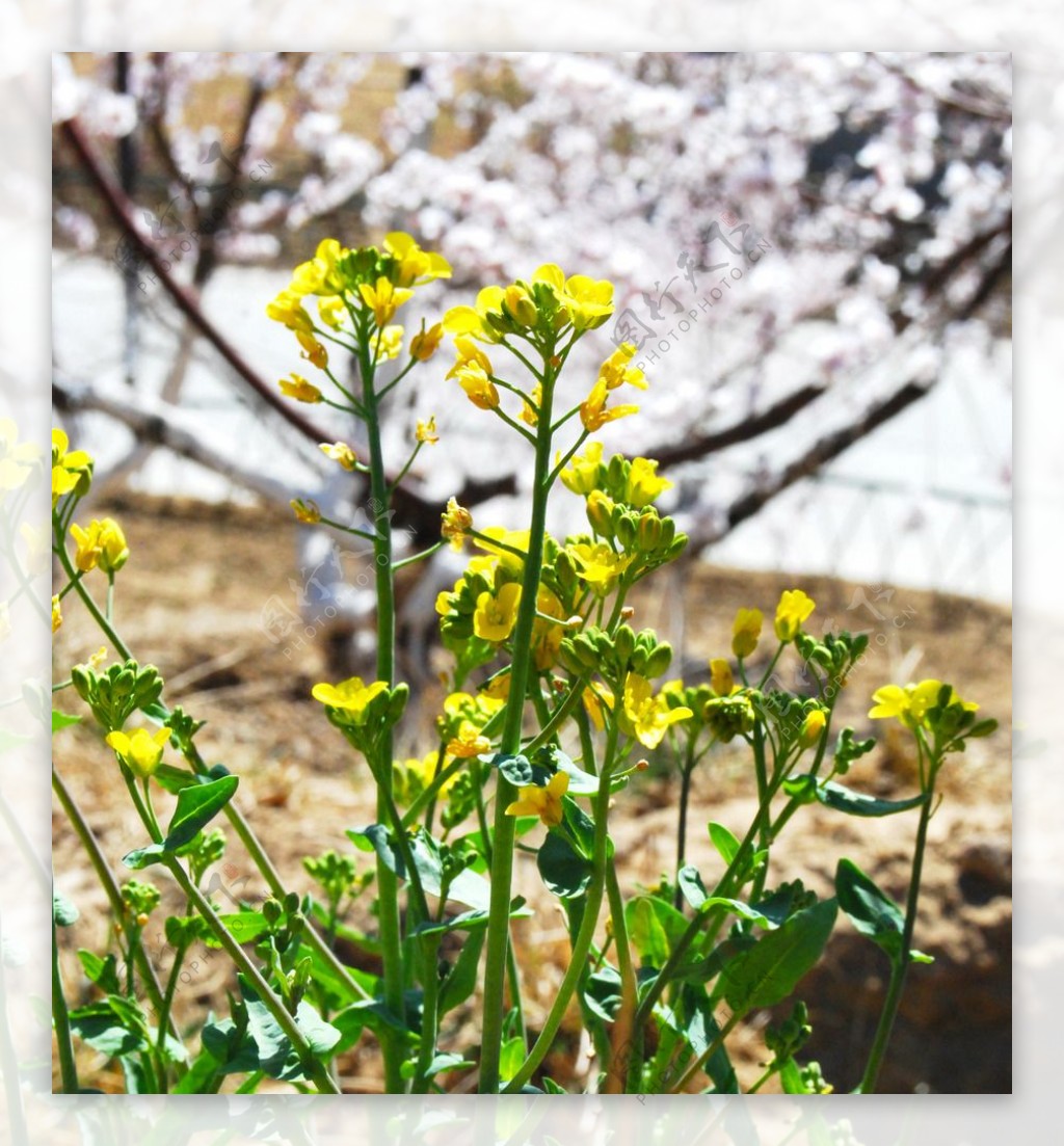 油菜花图片