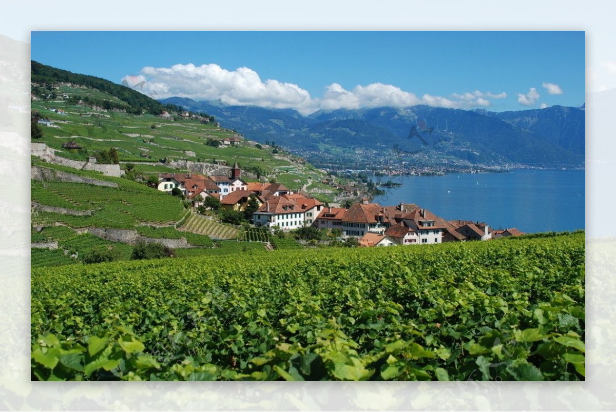 欧洲瑞士葡萄园图片
