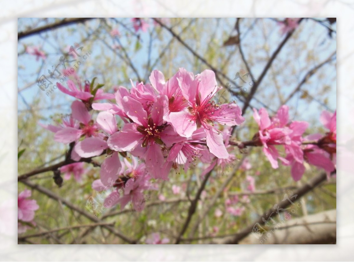 桃花图片