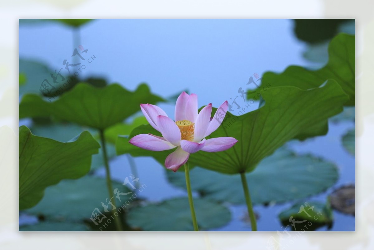 荷花图片