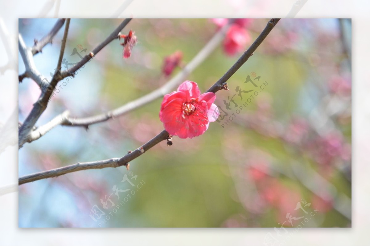 梅花高清照片图片