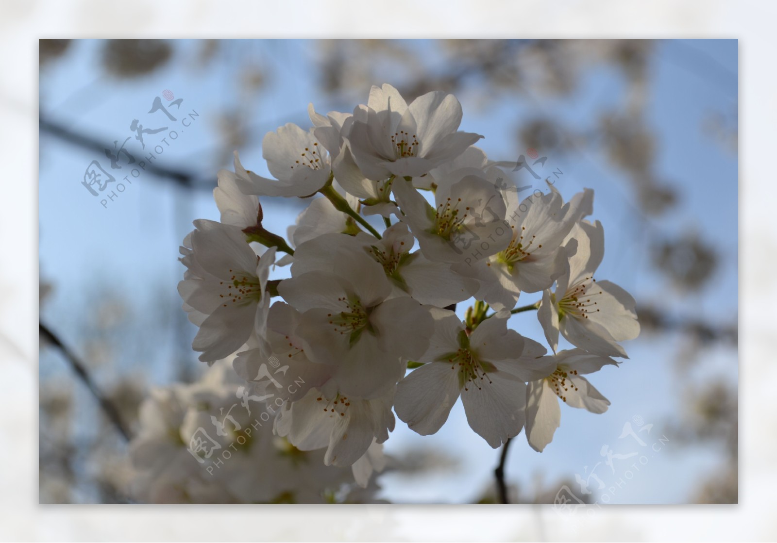 白色樱花特写图片