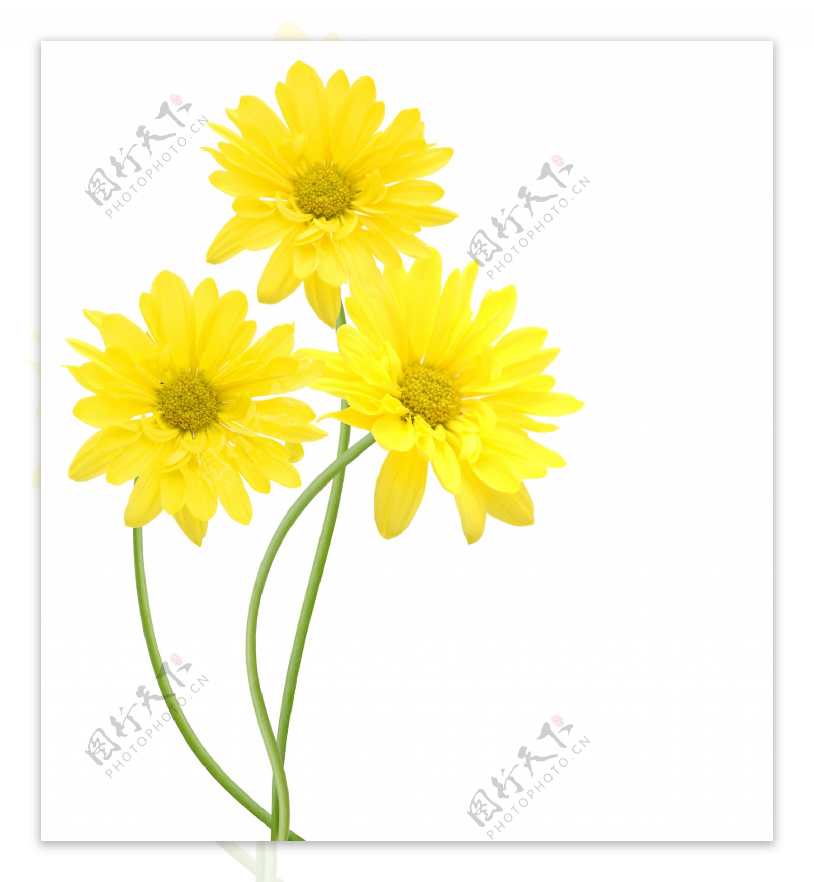 花花卉黄色的菊花图片